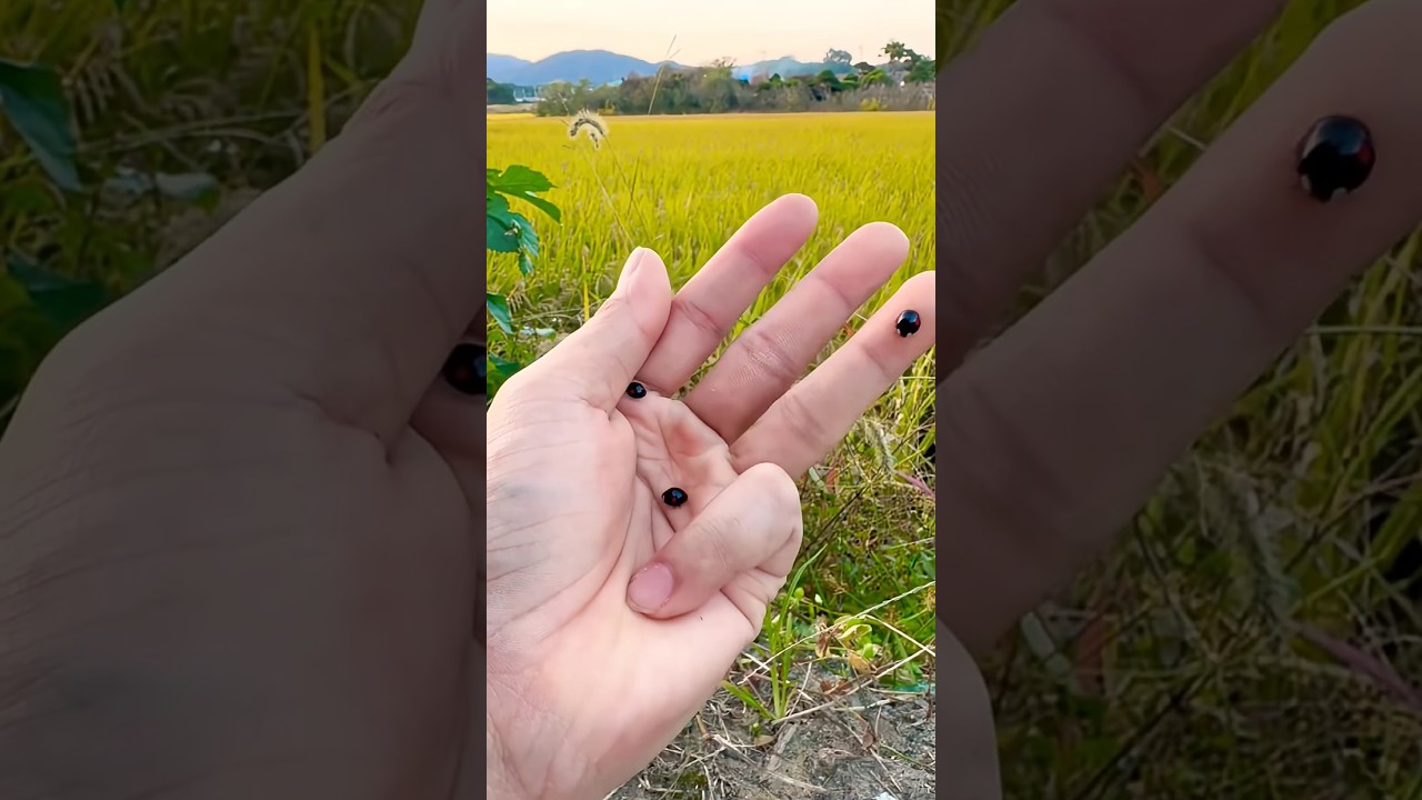 Black Lady bugs3 brothers.#insects#ladybug #beetle