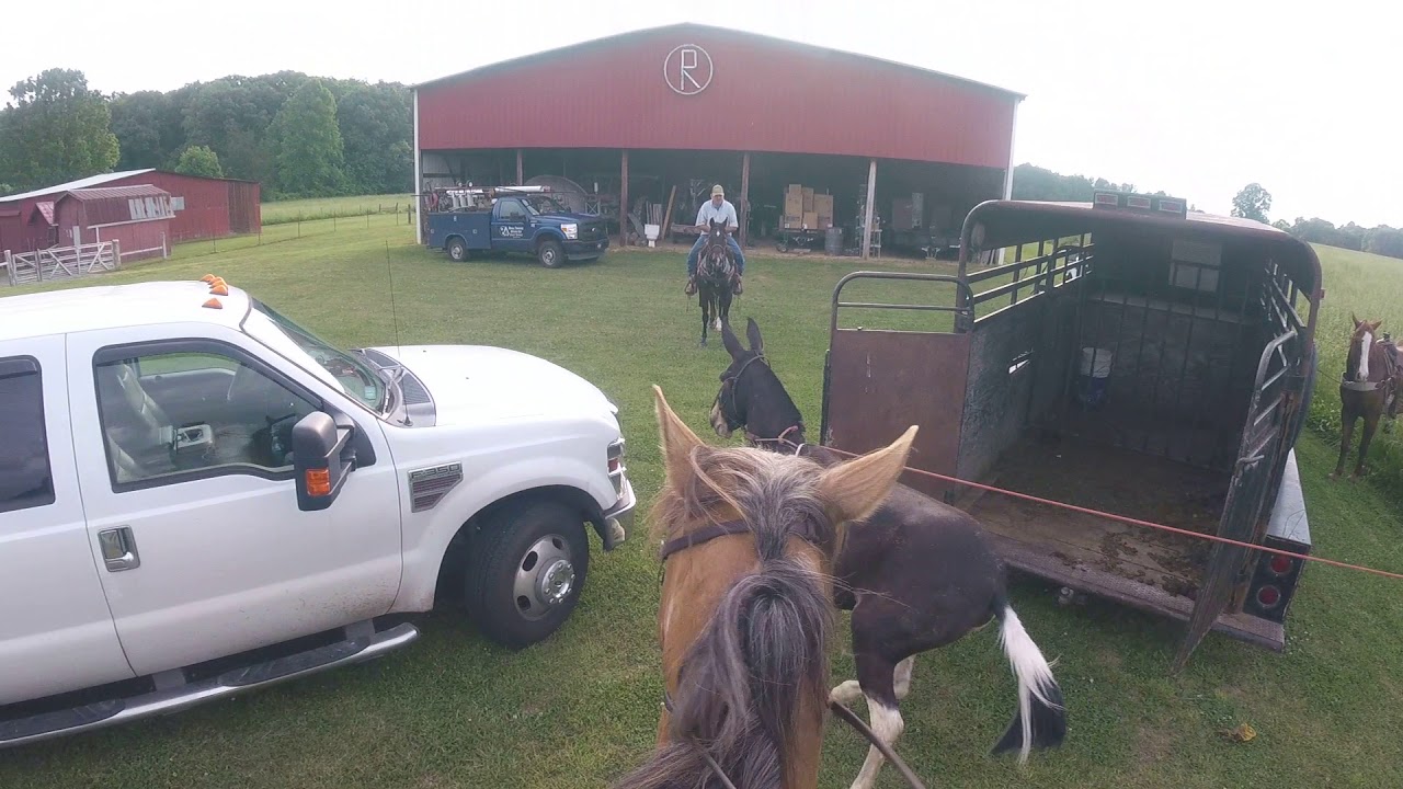 When a farmer's mule escapes the Amish shoeing barn