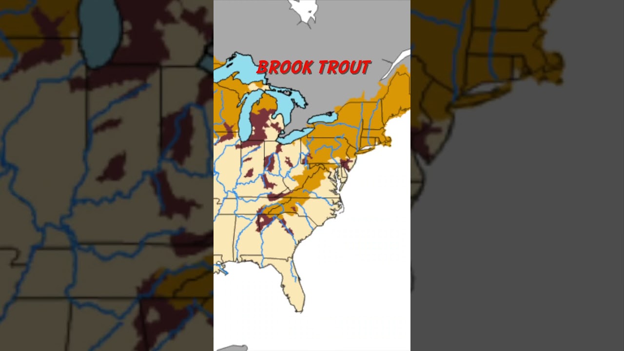 Fishing for Brook Trout - Ep. 10 #fishing #1000fishquest