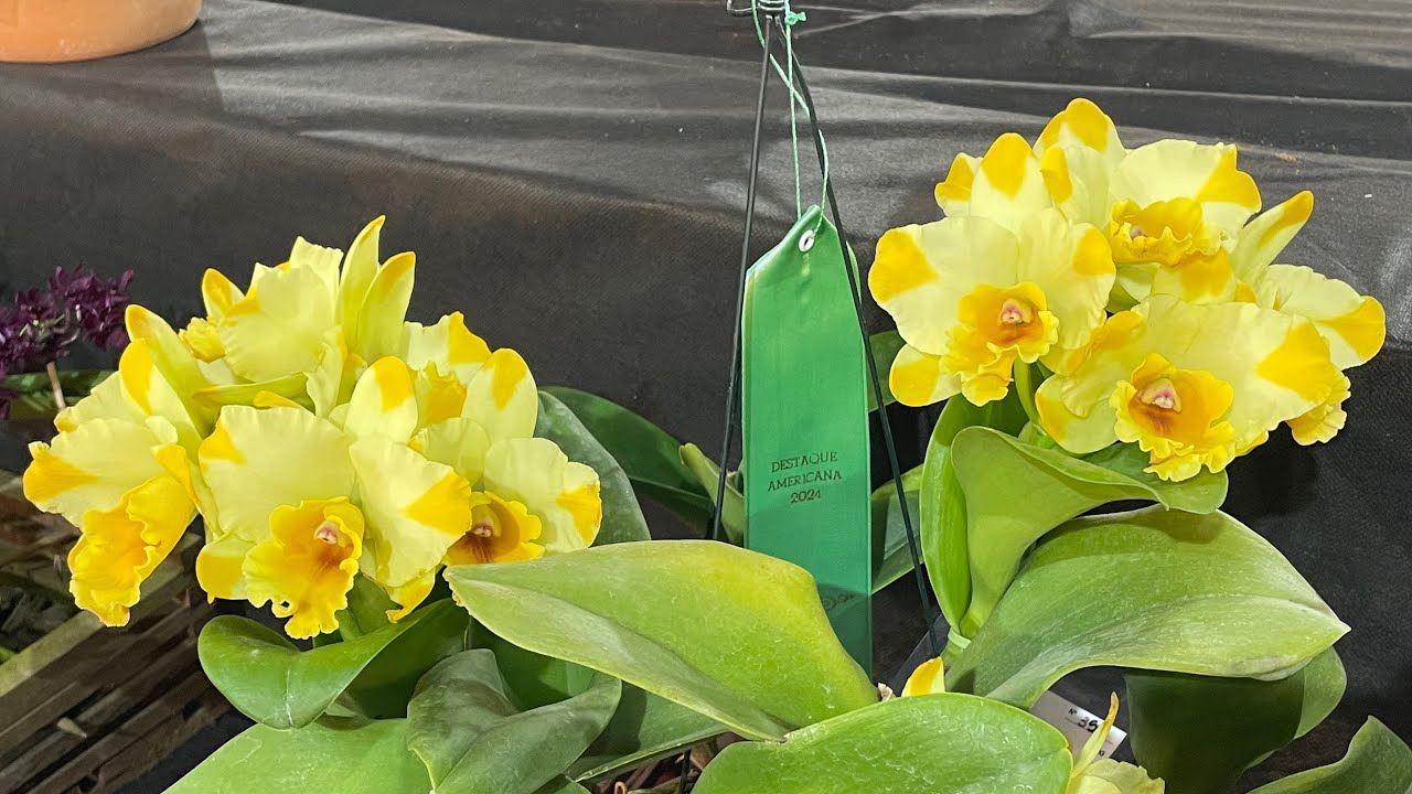 Visita a exposição de orquideas de Americana SP