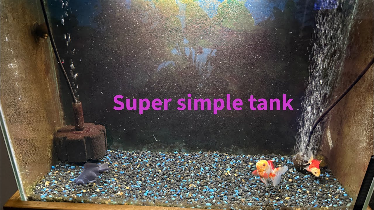Super Simple Fancy Goldfish Tank