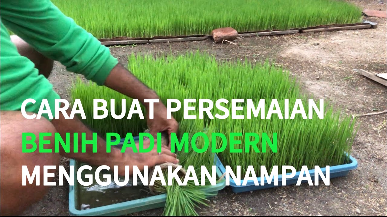 PANDUAN LENGKAP‼️CARA MEMBUAT PERSEMAIAN BENIH PADI MODERN DENGAN NAMPAN