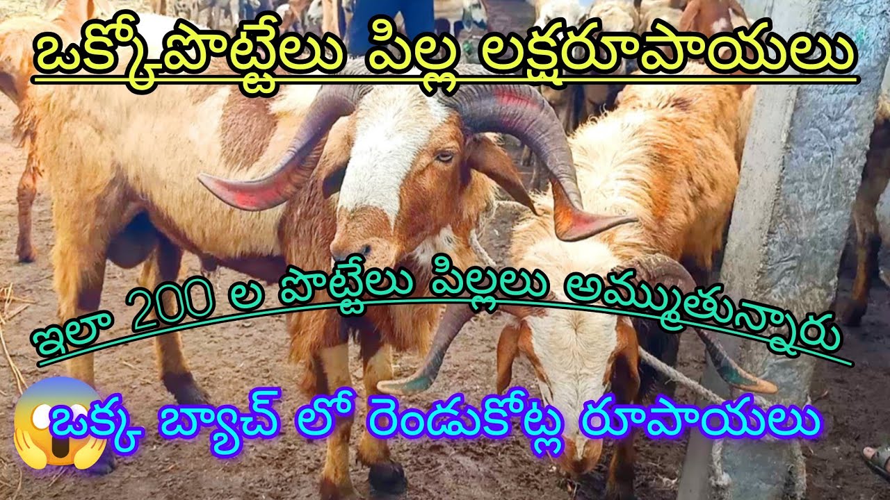 ఒక్కా పొట్టేలు పిల్ల లక్ష రూపాయలు 😱vaammo 200 పొట్టెళ్లకు 2 కోట్లు