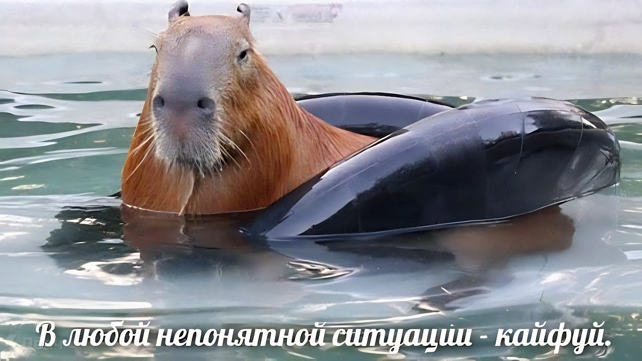 Играем в доту, присутствует dratsing i crasting