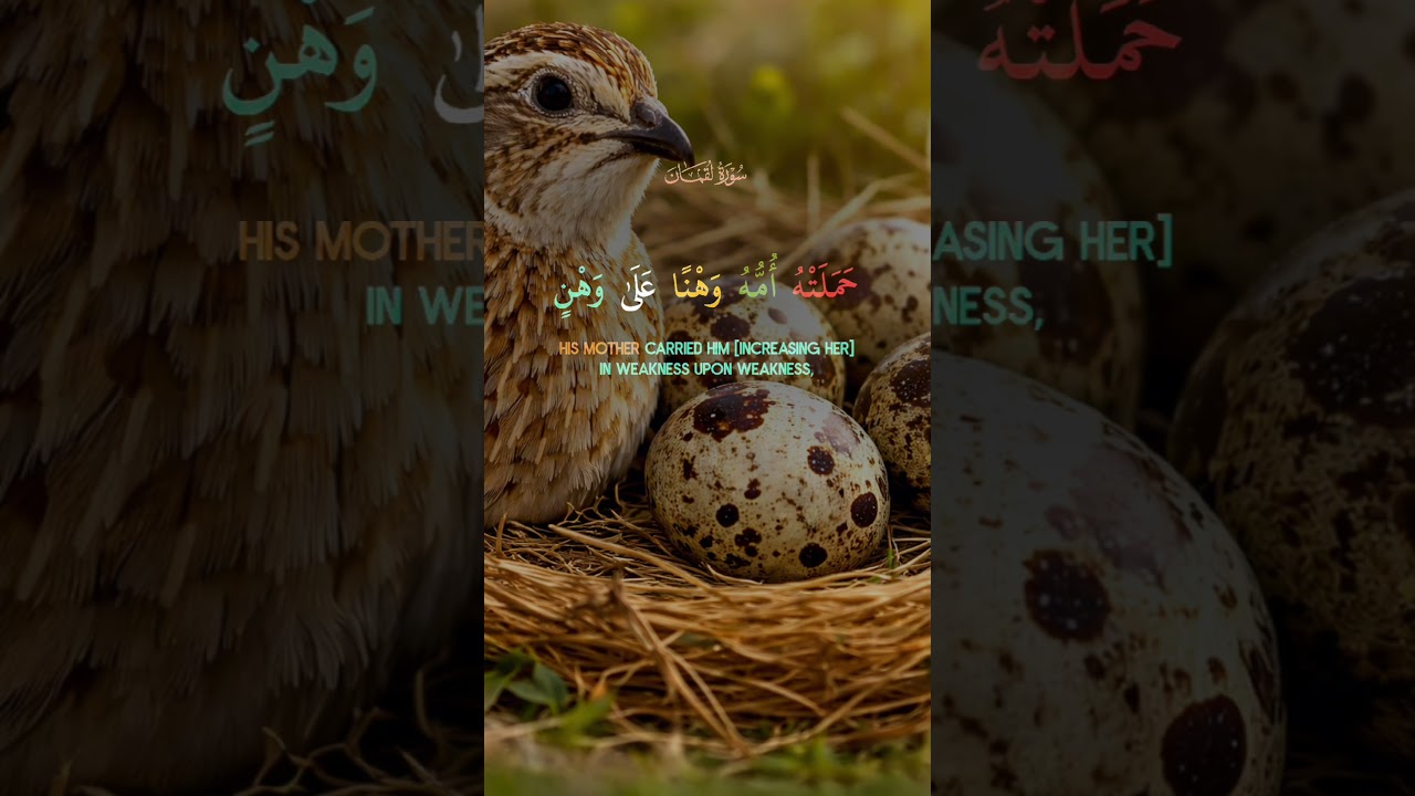 #لقمان