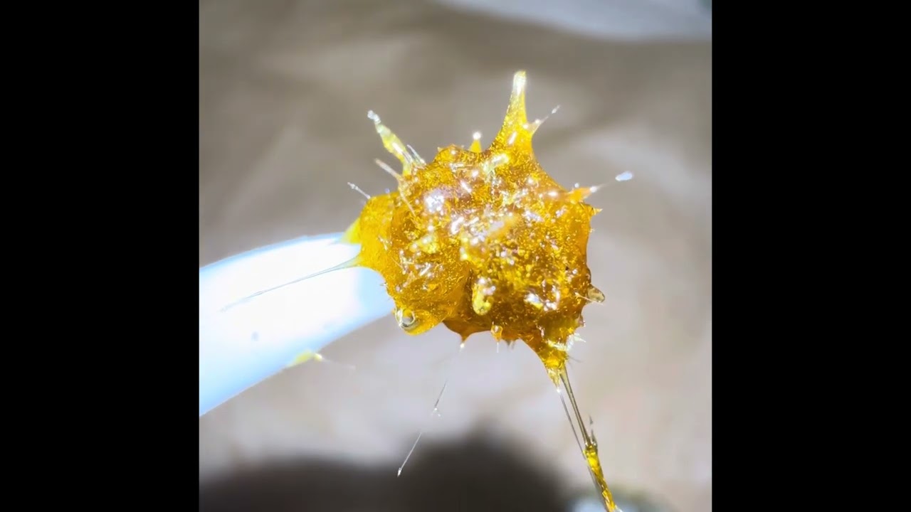 Squashing some beautiful Nugs