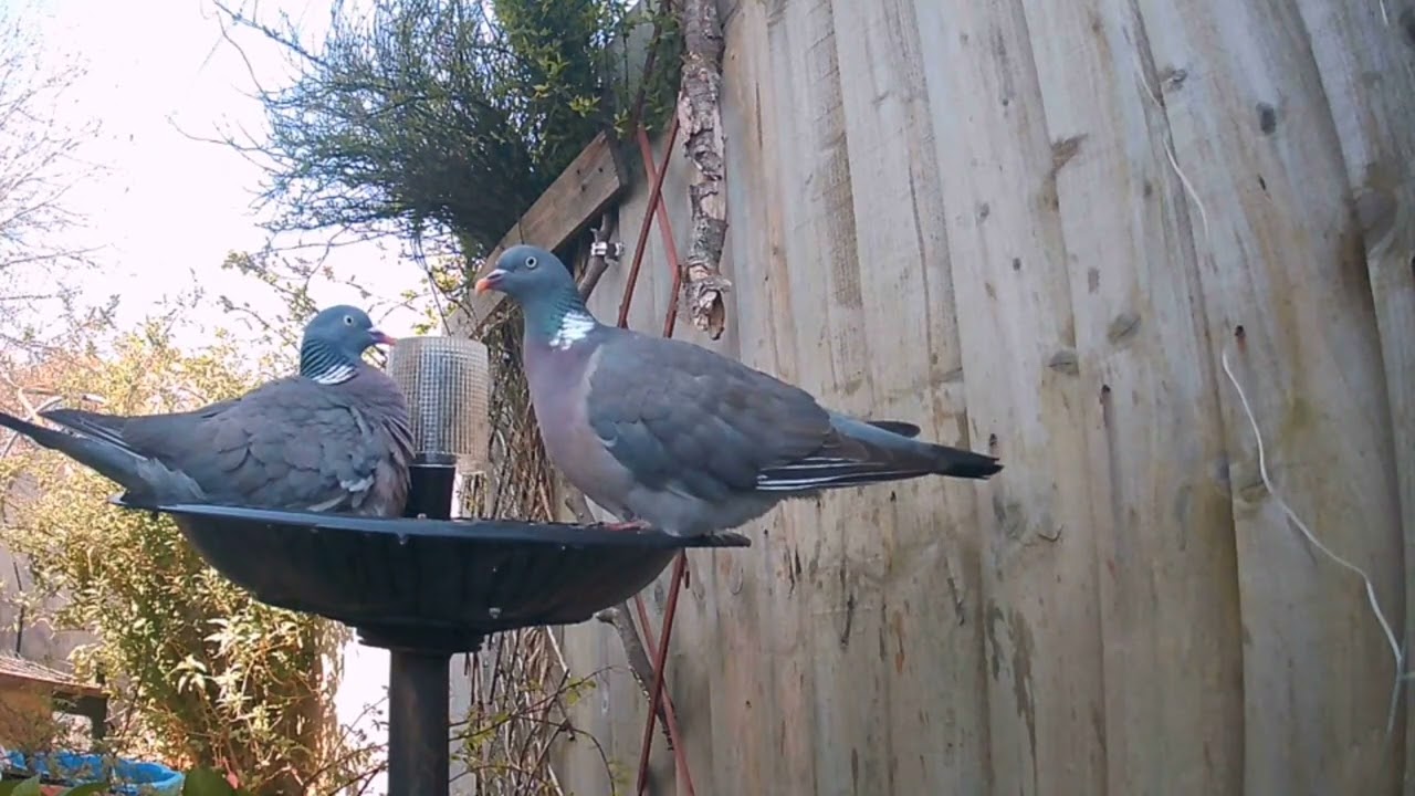 Some birds at the bird bath ( plus a special visitor 🤗)