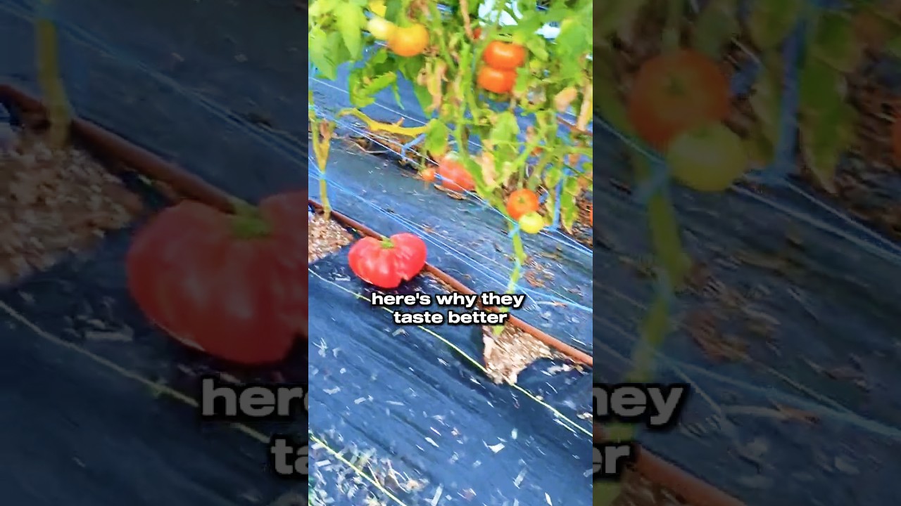 My 365 Day Tomato #sustainableliving #homesteading #regenerativeagriculture #farming #realfood