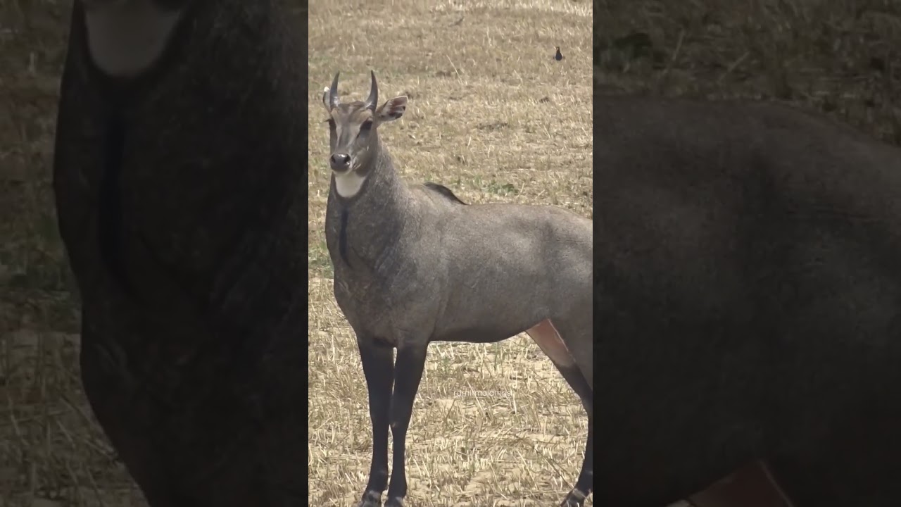 Nilgai😍 #beauty #beautiful #shorts #video #love #nilgai #bluebull #bluecow #bull #wildlife #animals