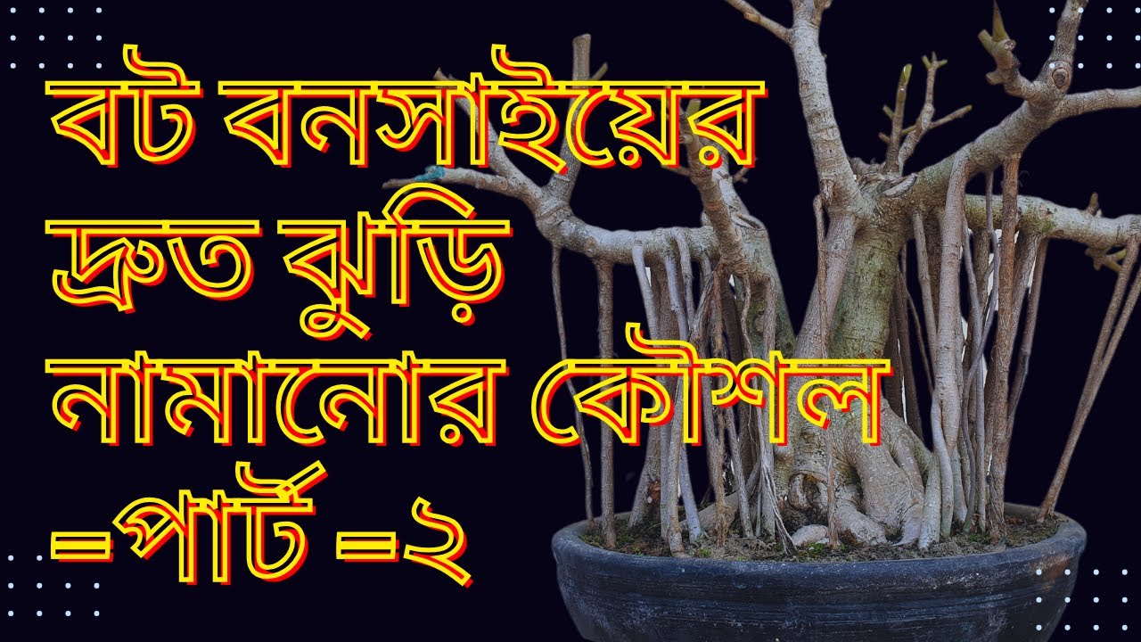 বট বনসাইয়ের দ্রুত ঝুরি নামানোর কৌশল -পার্ট -২ | How to make Bot Bonsai-Part-2 @Muradlivingart