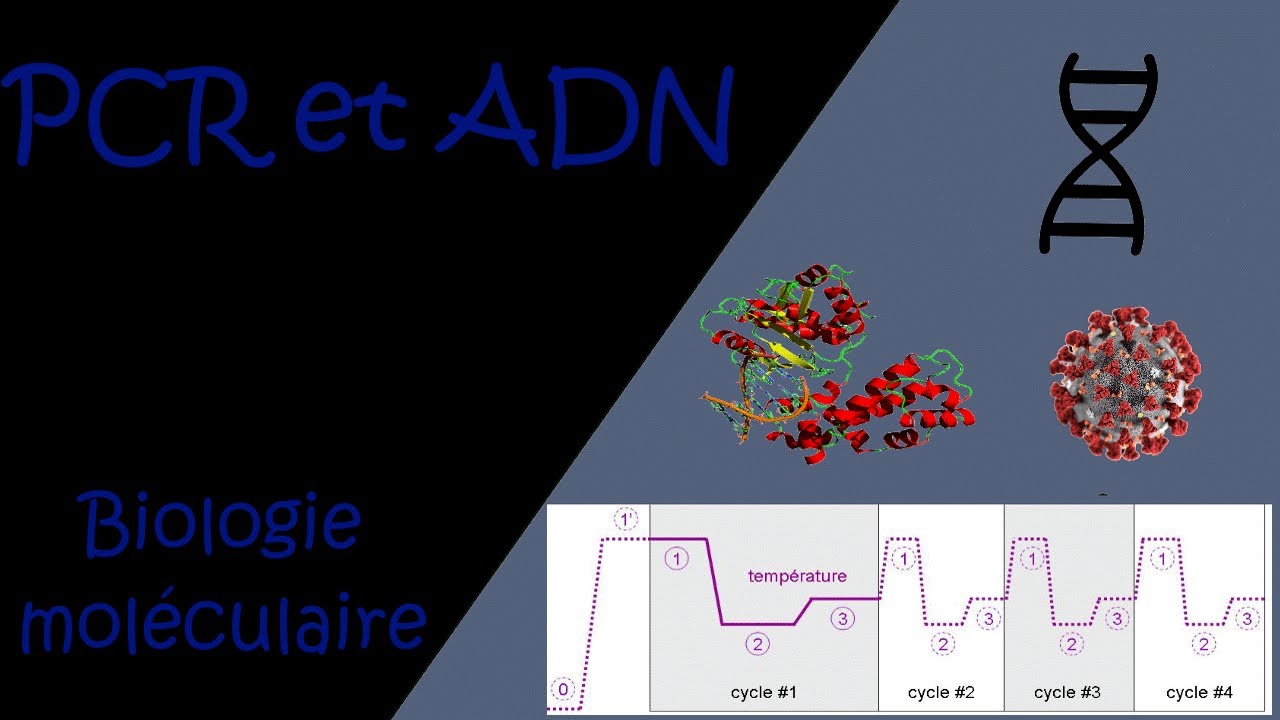 PCR et ADN