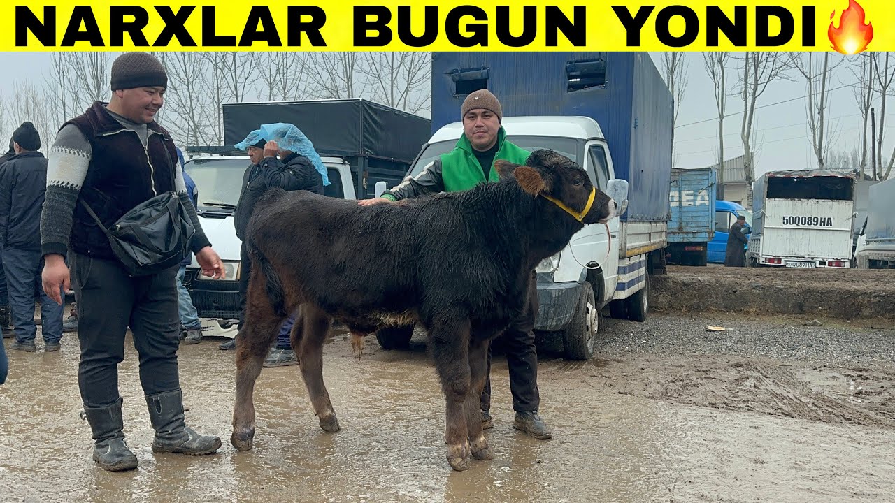 NARXLAR NIMAGA QULADI😱BUNGA SABAB NIMA?TERGACHI YASH va BOQMA NARXLARI#2026 #molbozor 