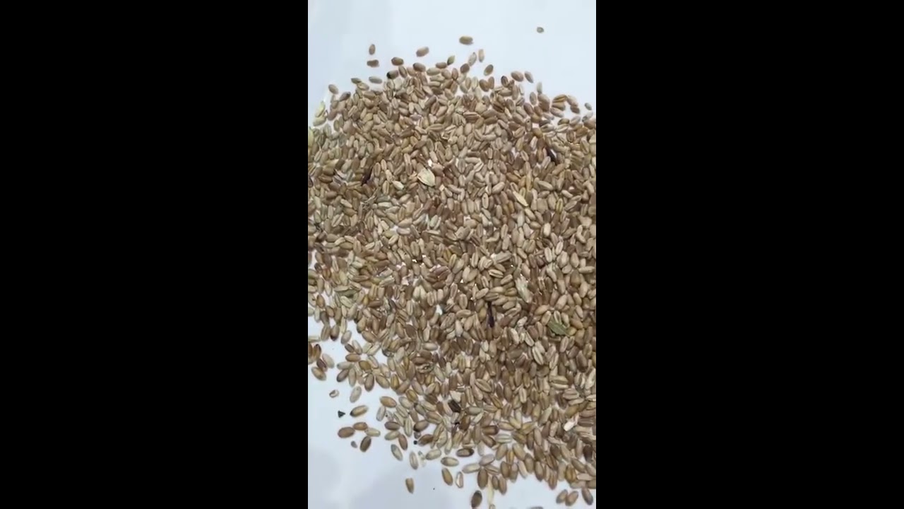 selezionatrice ottica per grano e cereali
