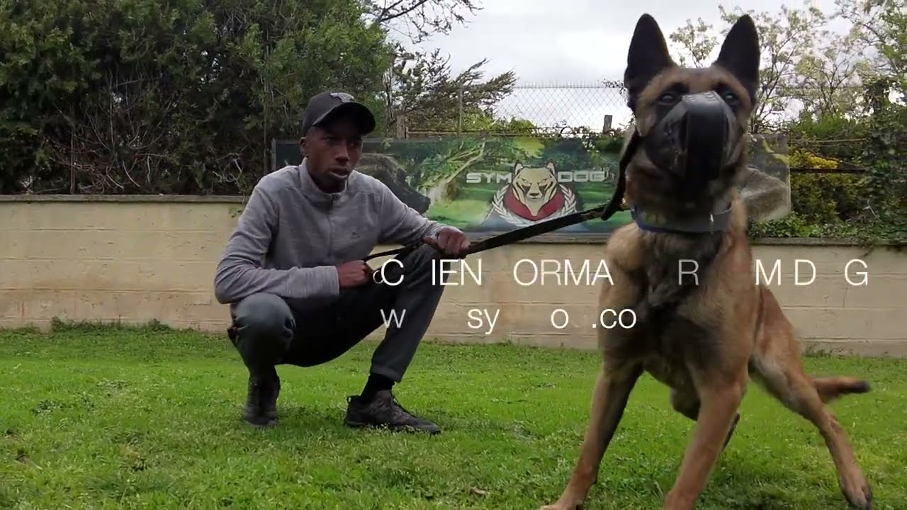 FORMATION EDUCATEUR CANIN / MALINOIS K9
