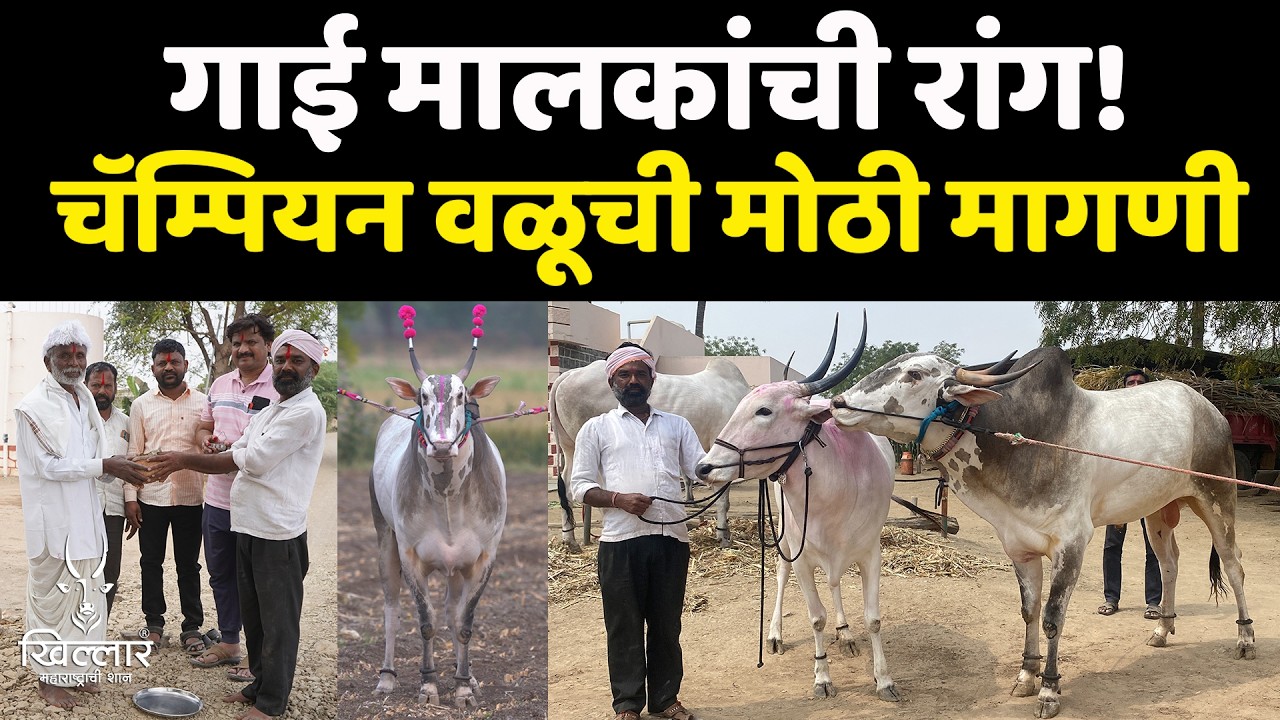 गरुडा की पिस्तूल? शेतकरी का आग्रह करतो पिस्तूलसाठी? भाग 2 | Khillar Maharashtrachi Shaan 2026