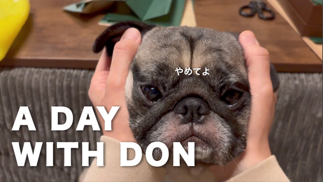 暮らしとドン｜A Day with Don #パグのいる家 #pug #japanlife 