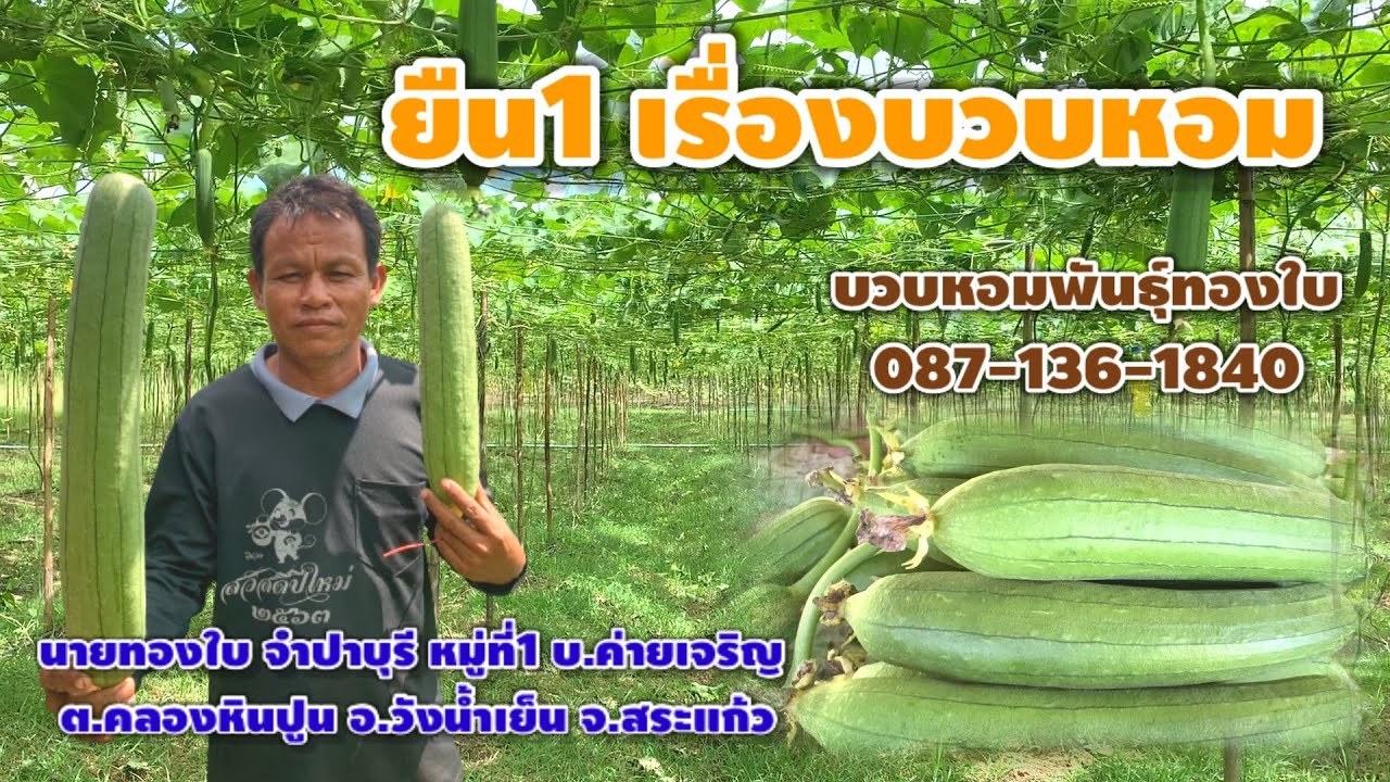 ยืน1 เรื่องบวบหอม บวบหอมพันธ์ุทองใบ อ.ทองใบ จำปาบุรี โทร.0871361840