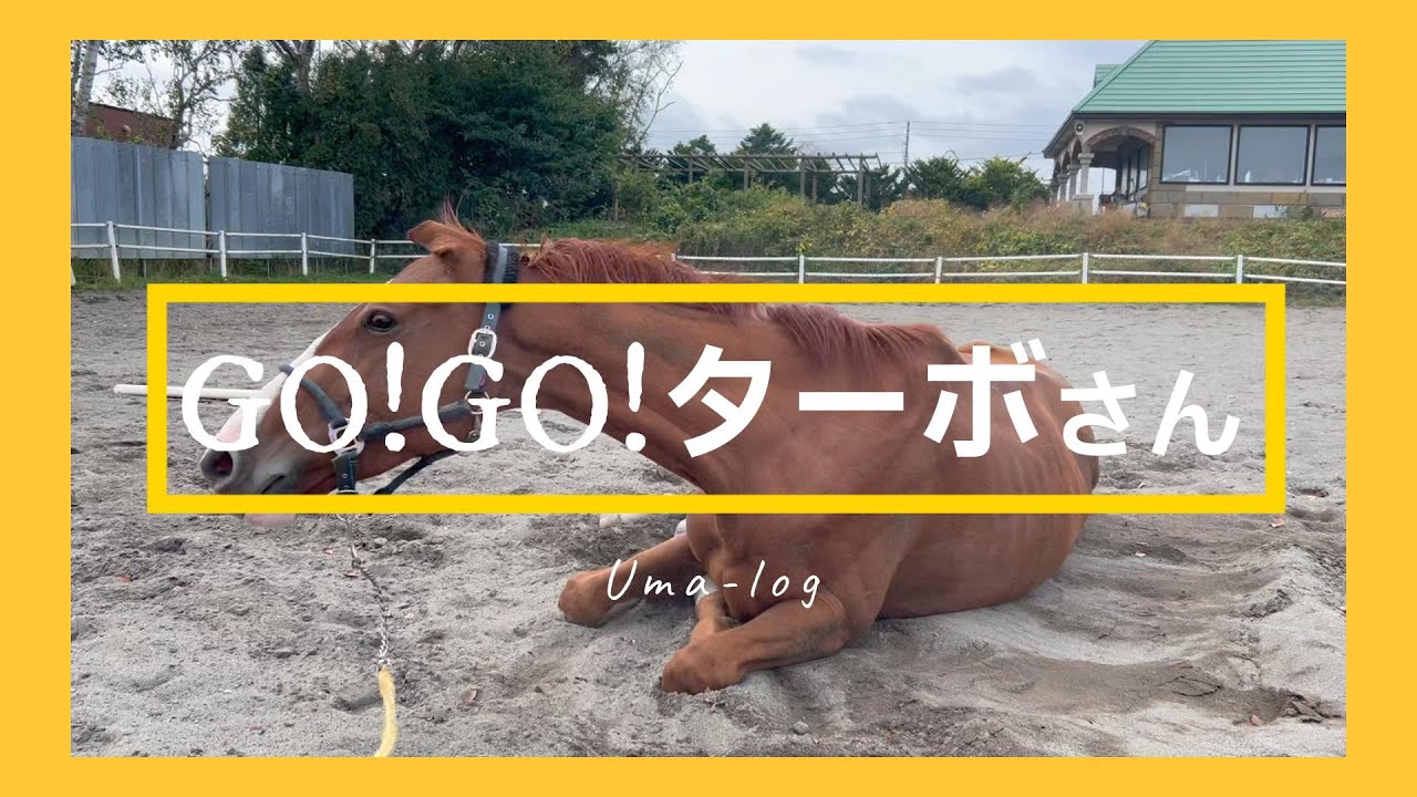 【今年最後の大会】元競走馬ターボさんのセカンドライフ36
