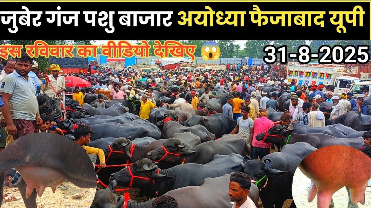 31August 2025  juber Ganj pashu Mandi Ayodhya faizabad। आज का रेट जानिए 🤔 किस रेट में बिक रही हैं 🐃