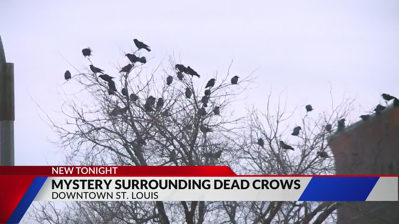Mystery of dead crows