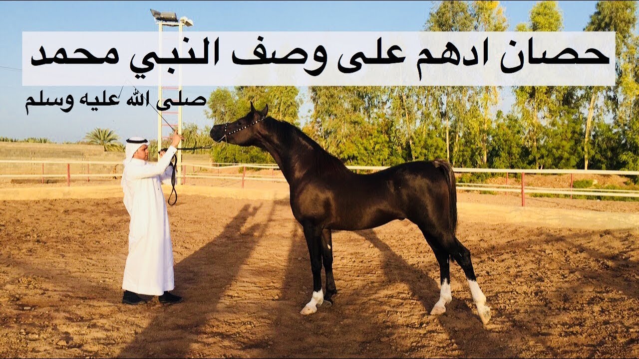 لا يفوتك ، شاهد الحصان الأدهم كما ذكره رسول الله بوصفه خير الخيل الأدهم
