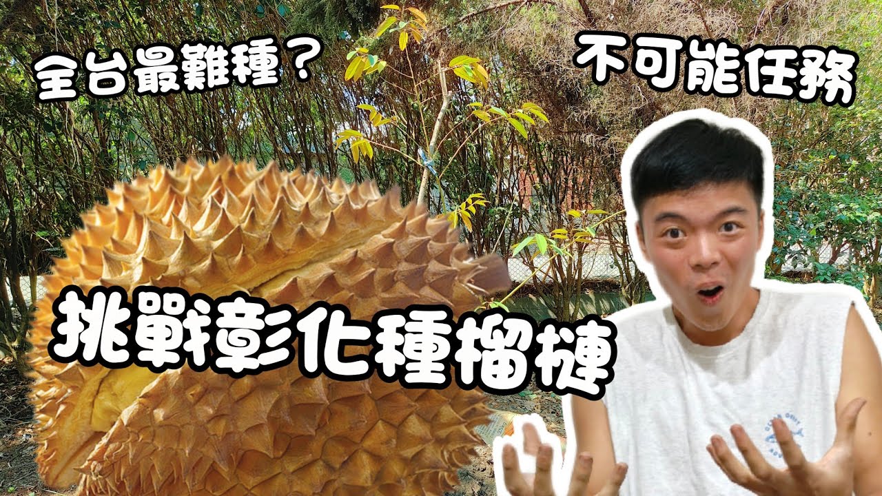 終極挑戰！在臺灣種出馬來西亞貓山王？紅龍兄的榴槤馴化之路 | 台灣種植榴槤的 3 大難關