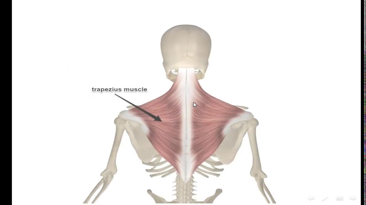 [[ anatomy ]] : Muscles Of Scapular Region (part 1)