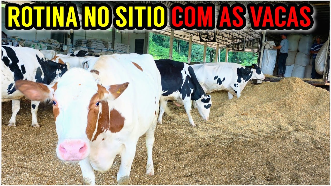 Rotina do sitio: Vaca doente e cama nova das vacas no Compost Barn 