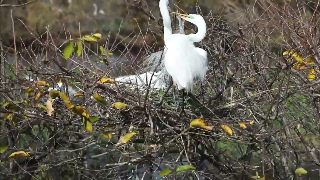 The Stunning Courtship Behavior of the Great Egret