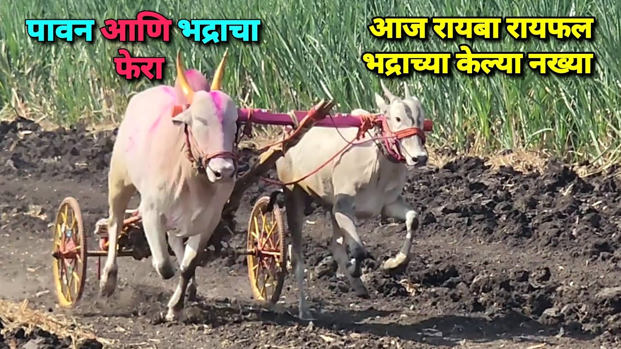 पावन आणि भद्राचा फेरा 😍 आज रायबा रायफल भद्राच्या केल्या नख्या | Bailgada Sharyat |