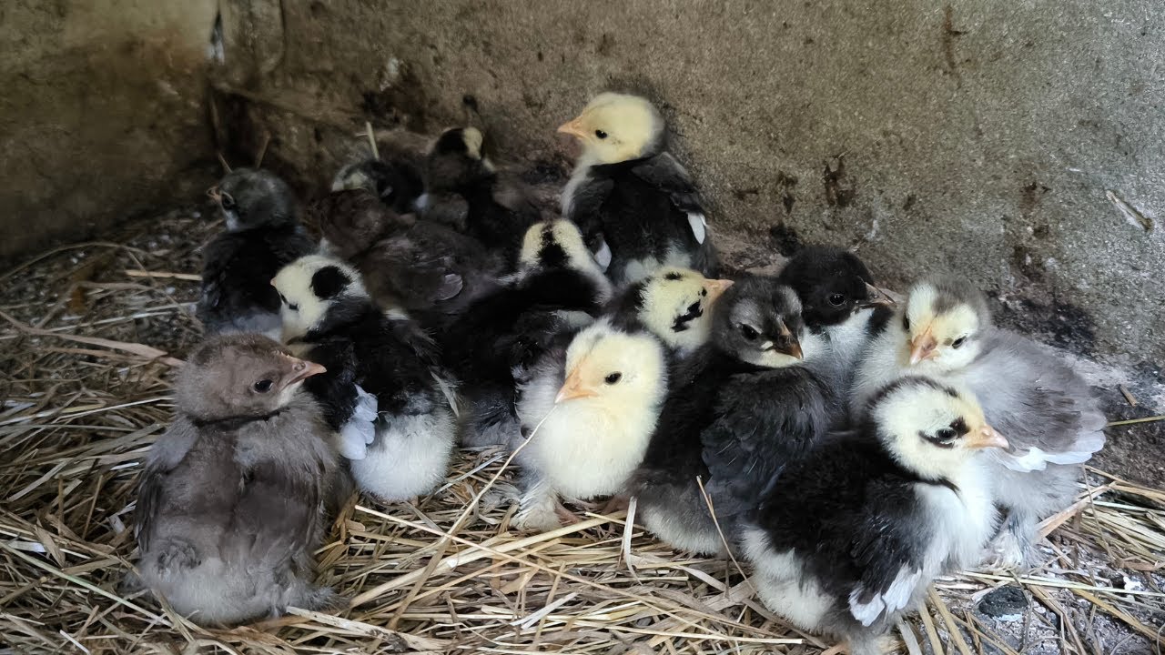 On fait le plein de naissance !!!!!