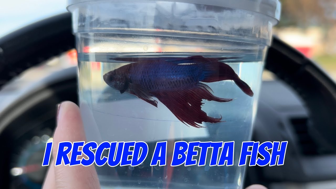 Simple aquarium for a betta fish 🩵🌿