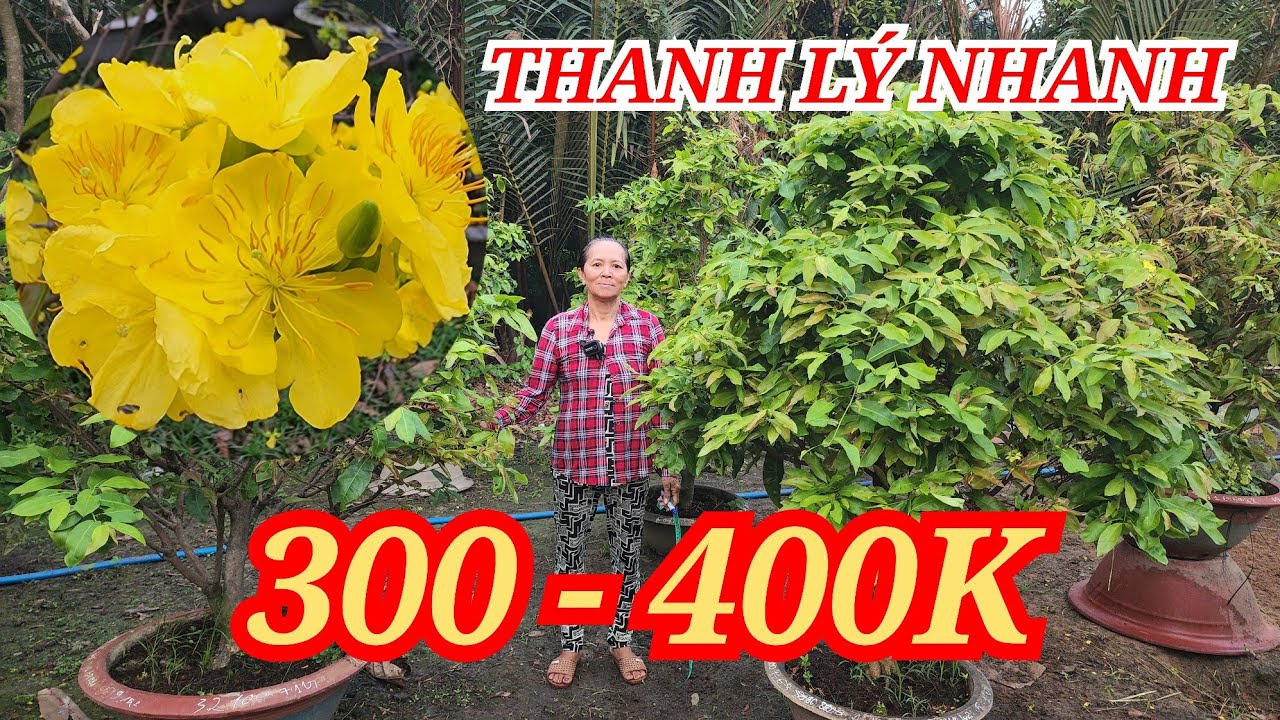 📞 HẰNG 0382804806 MAI TÀNG HOA CHÙM TO ĐẸP THANH LÝ NHANH VÀO GẤP BAO SHIP 04/03/2026 | Bến Tre Ơi