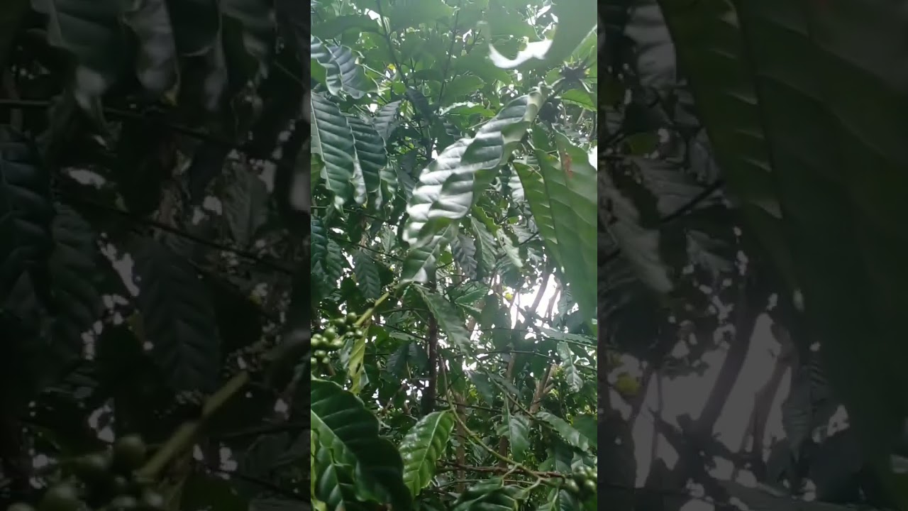 Would you like to see my organic coffee farm ? 