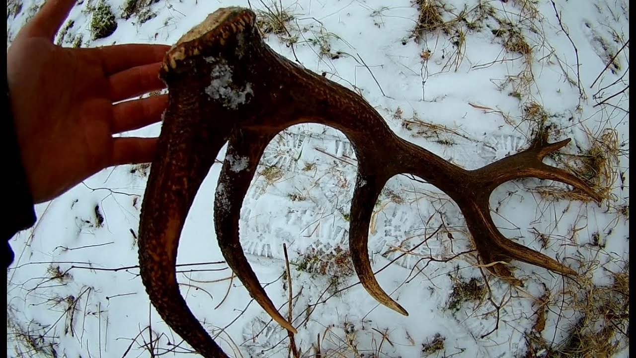 Zrzuty Jelenia/ Piękny 18-stak 3,25kg /Leśny Rekonesans / Las i Zwierzęta /Huge red deer antler