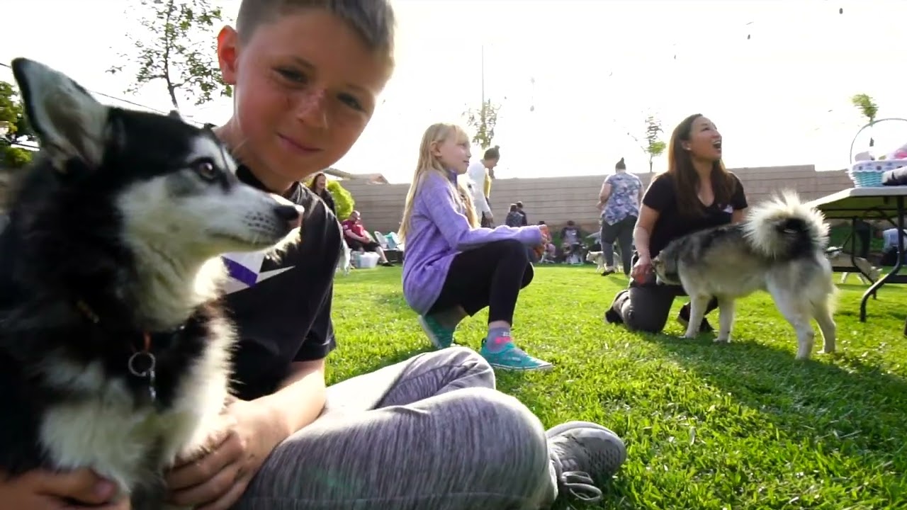 46 Dogs Throw A Party - Epic Alaskan Klee Kai Puppy Reunion 2022