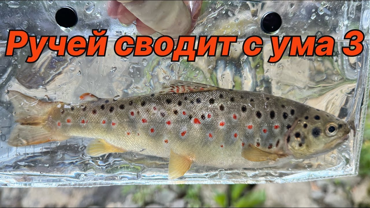 РУЧЕЙ СВОДИТ С УМА 3! Активный клев форели