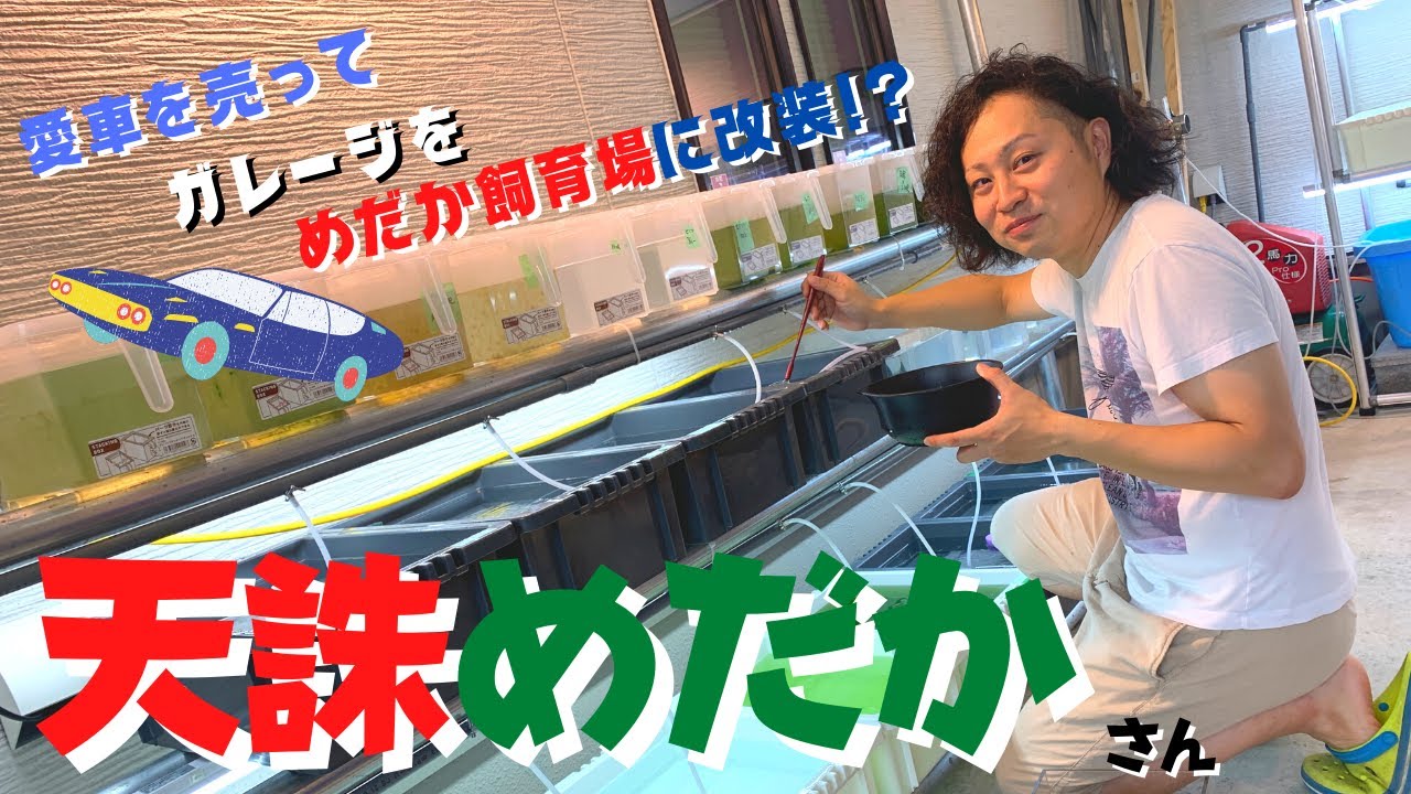 新築ガレージがまさかのめだか飼育場に！？めだか沼まっしぐらの天誅めだかさんに、飼育環境や品種を見せていただきました★【前編】ラメ王・ヒミツヘイキ・ダイアナ・ハッピーボーイなど