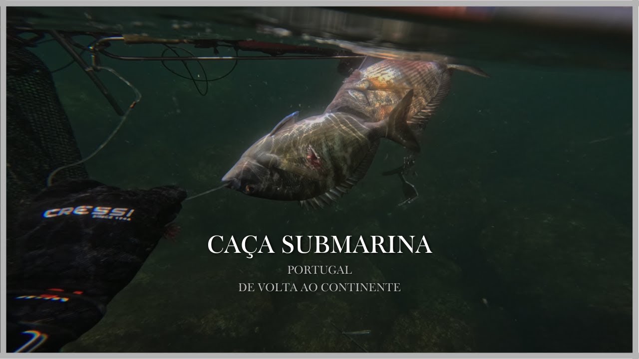 Caça submarina PORTUGAL (de volta ao continente)