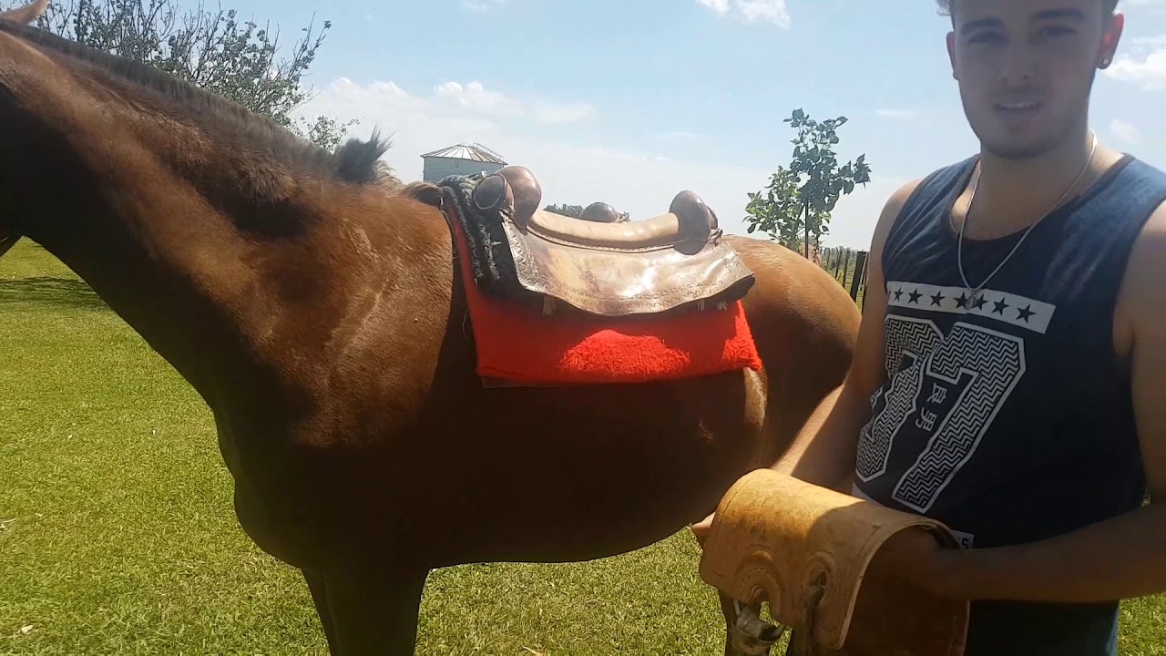 COMO ENSILLAR UN CABALLO | LosYeguarizosPinto