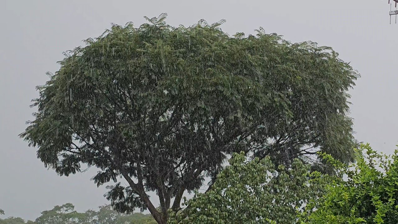 Chuva na roça!