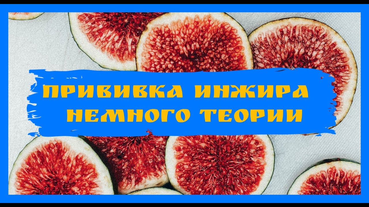 Прививка инжира - немного теории