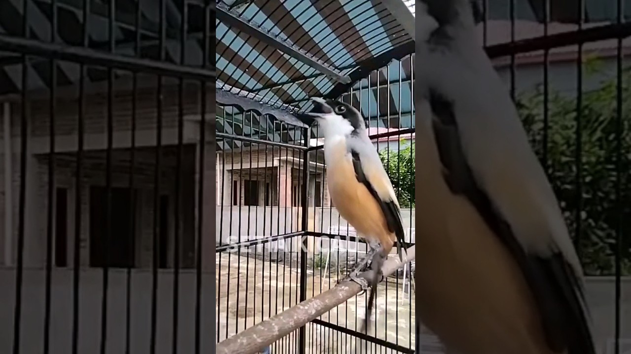 Toet Toet pancingan cendet susah bunyi