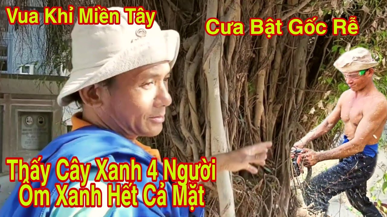 Vua Khỉ Cưa Hạ Cây Xanh 4 Người Ôm Cưa Bật Gốc Rễ Banh Hết Lưỡi Cưa Từ Sáng Đến Tối Muốn Khóc