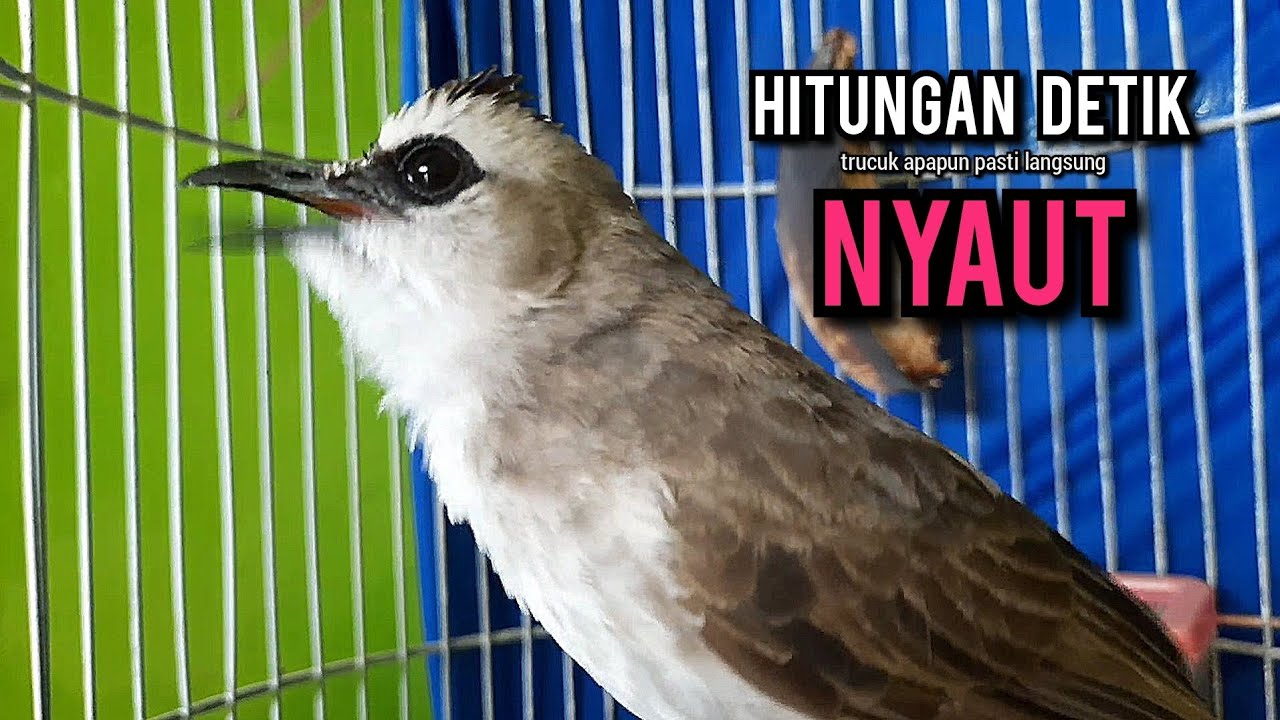 trucukan ropel panjang BUAT pancingan trucukan agar bunyi JADIKAN burung trucukan gacor NYAUT EMOSI