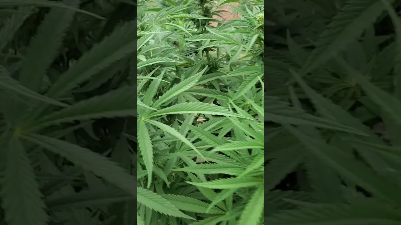 Grandpa's Stash by Ethos 3rd week in flower.