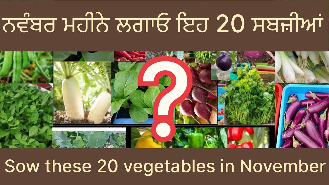 ਨਵੰਬਰ ਮਹੀਨੇ ਲਗਾਓ ਇਹ 20 ਸਬਜ਼ੀਆਂ । sow these 20 vegetables in November. #trending #viral 