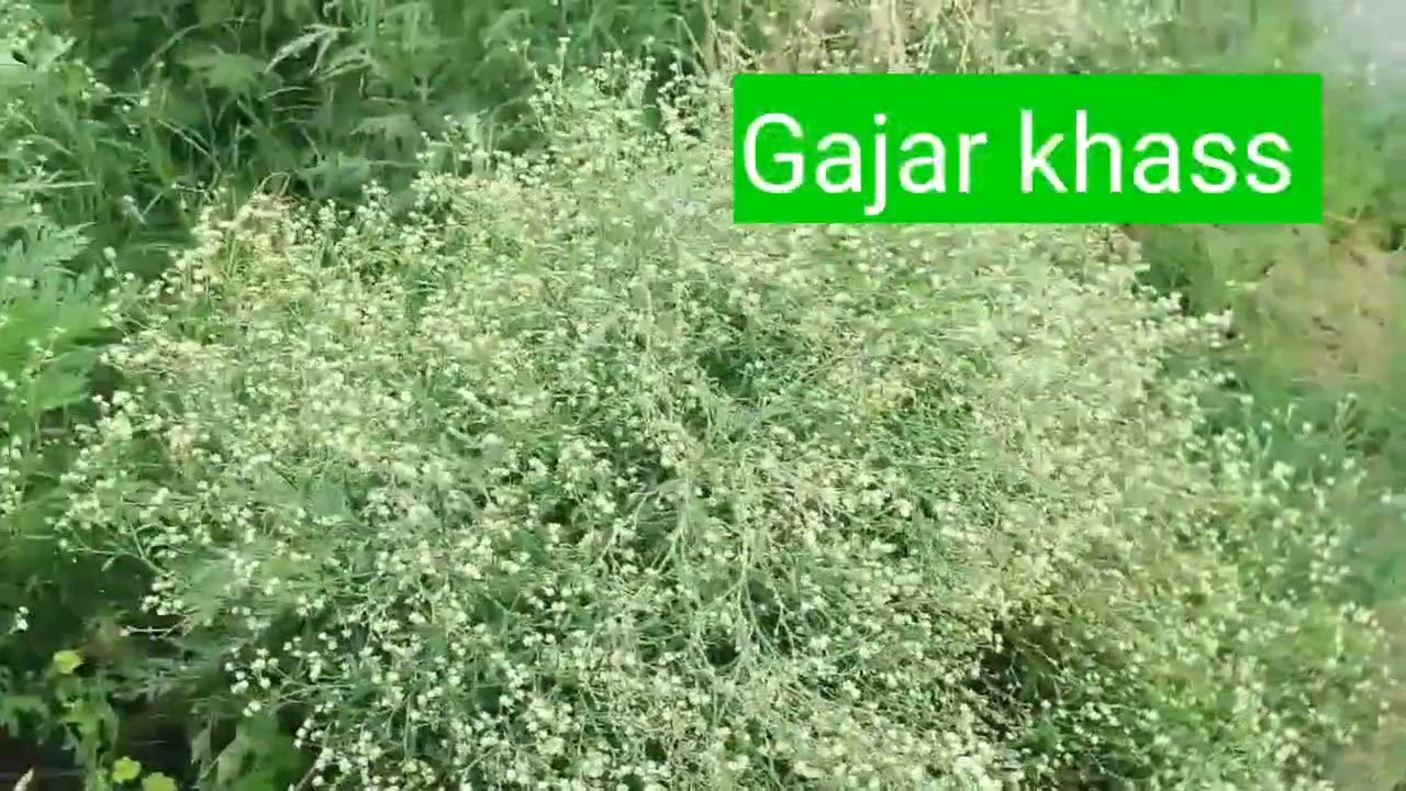 #Kharpatwaar#Weed#Gajar ghass#Chatak Chandni🌿🌿🌿