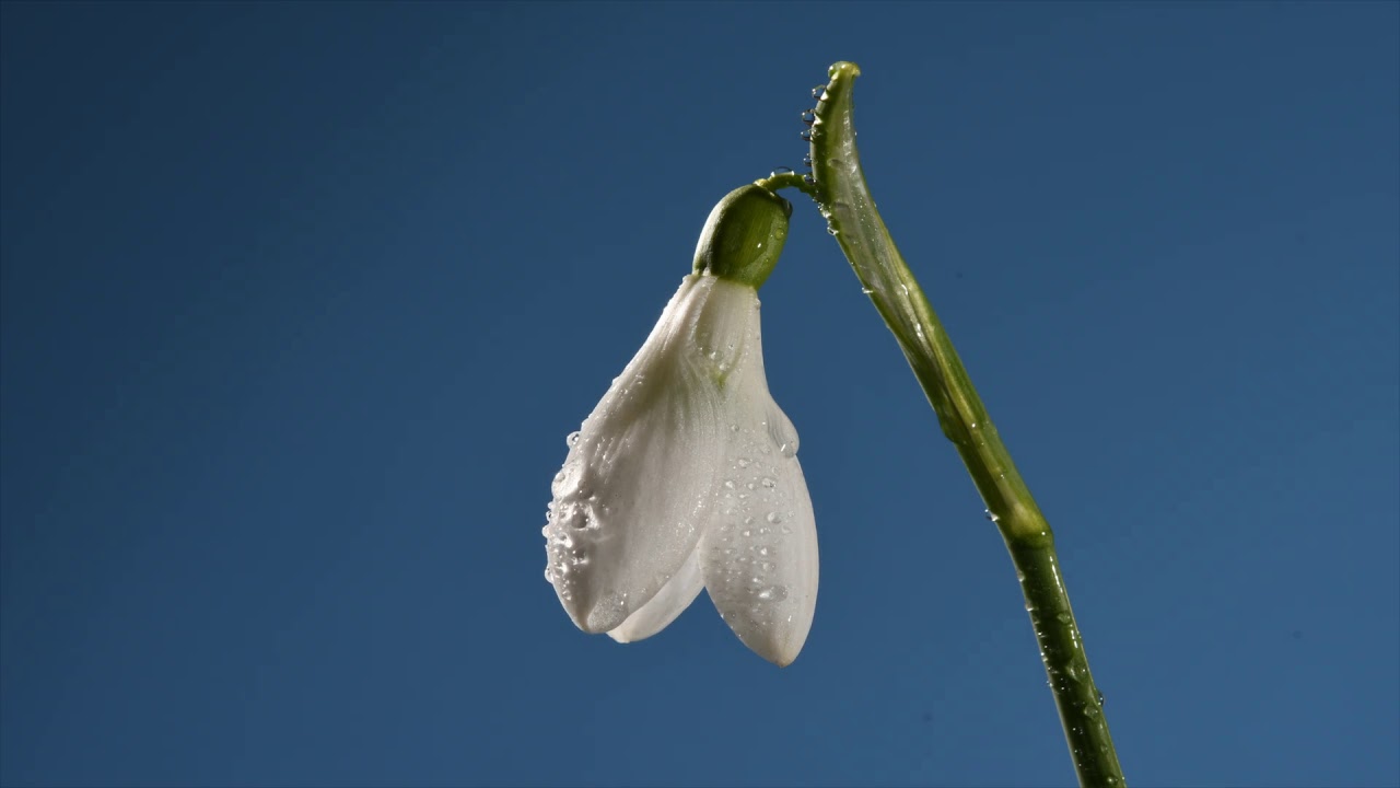 Snowdrop time lapse of white and green flower opening. Galanthus Arnott