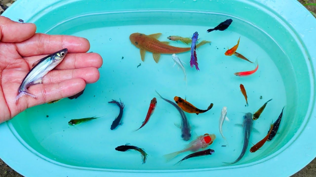 Wadidaw! Mencari ikan cupang warna-warni, ikan molly balon, ikan mas, ikan patin, ikan channa, lele,